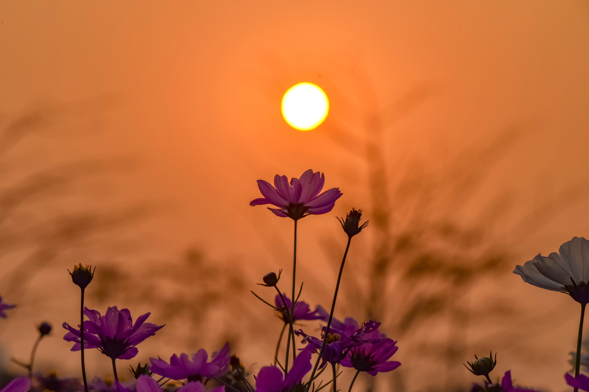 花海落日