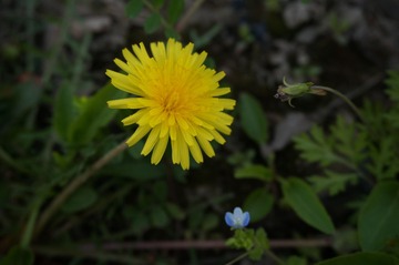 DSC00667蒲公英