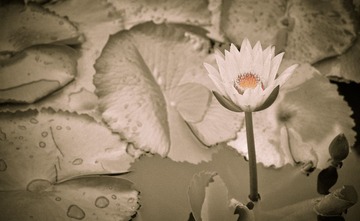 孤莲0