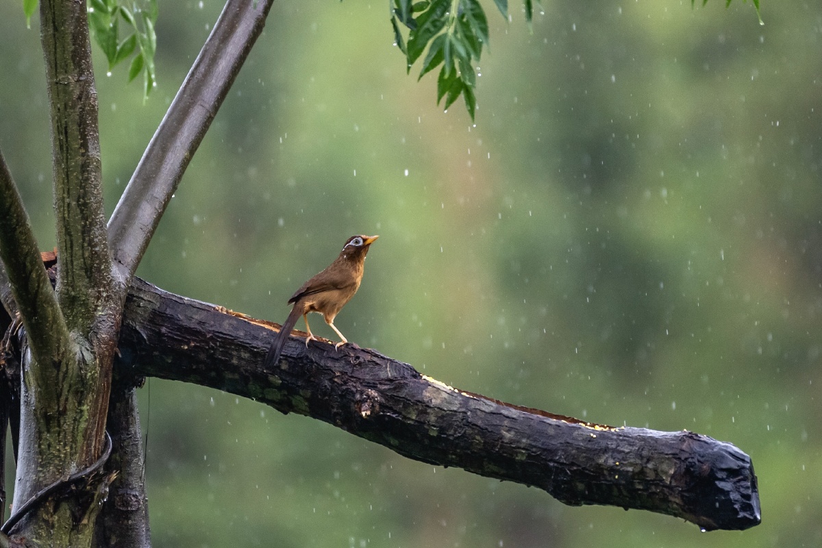 不惧风雨