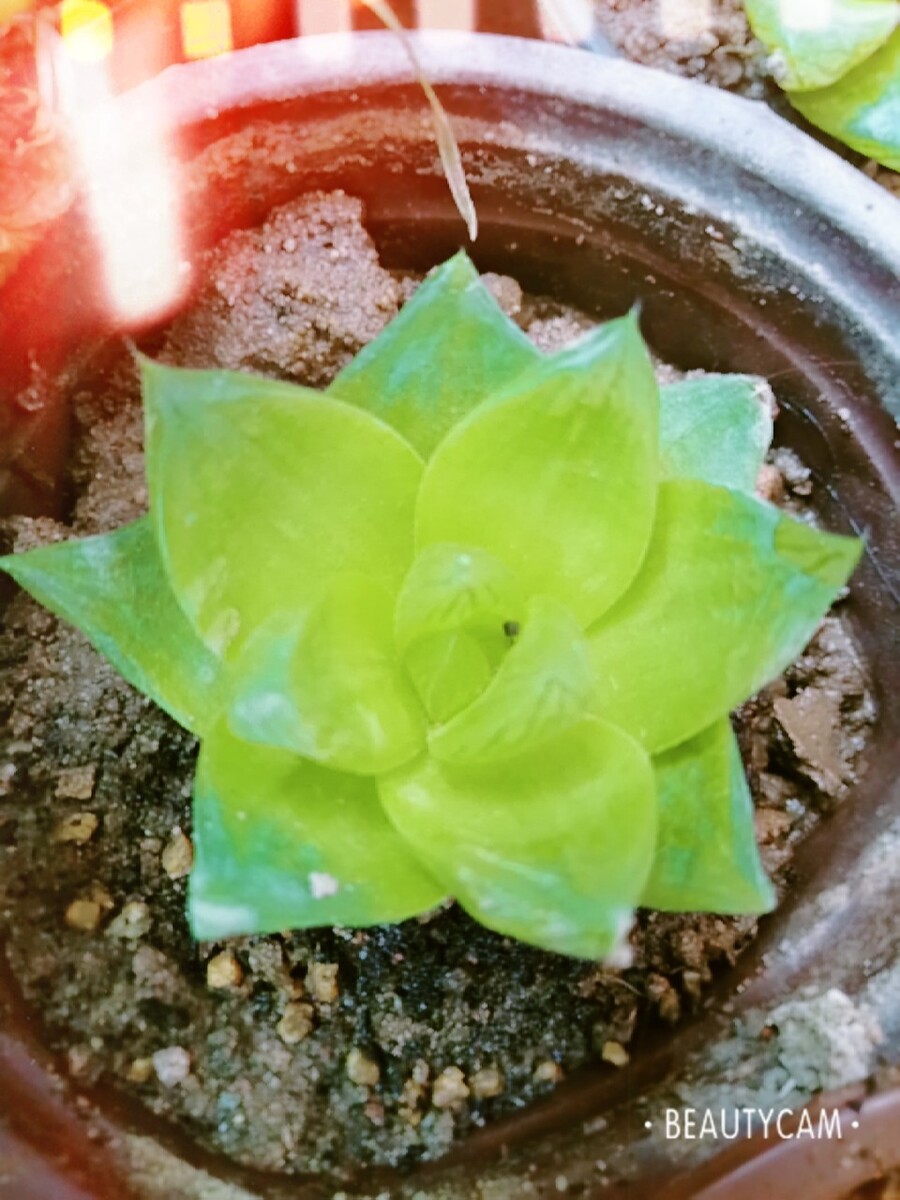 自己盆栽，随拍