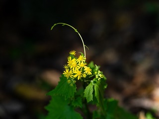 DSCF0206