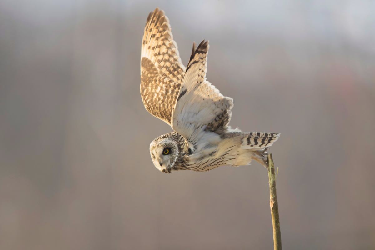 短耳鸮中文别名夜猫子猫头鹰胡勒依巴拉格田猫王短耳猫头鹰小耳木兔