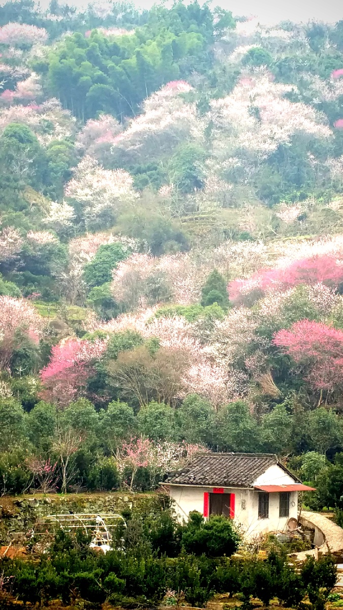 黄山卖花渔村手机拍