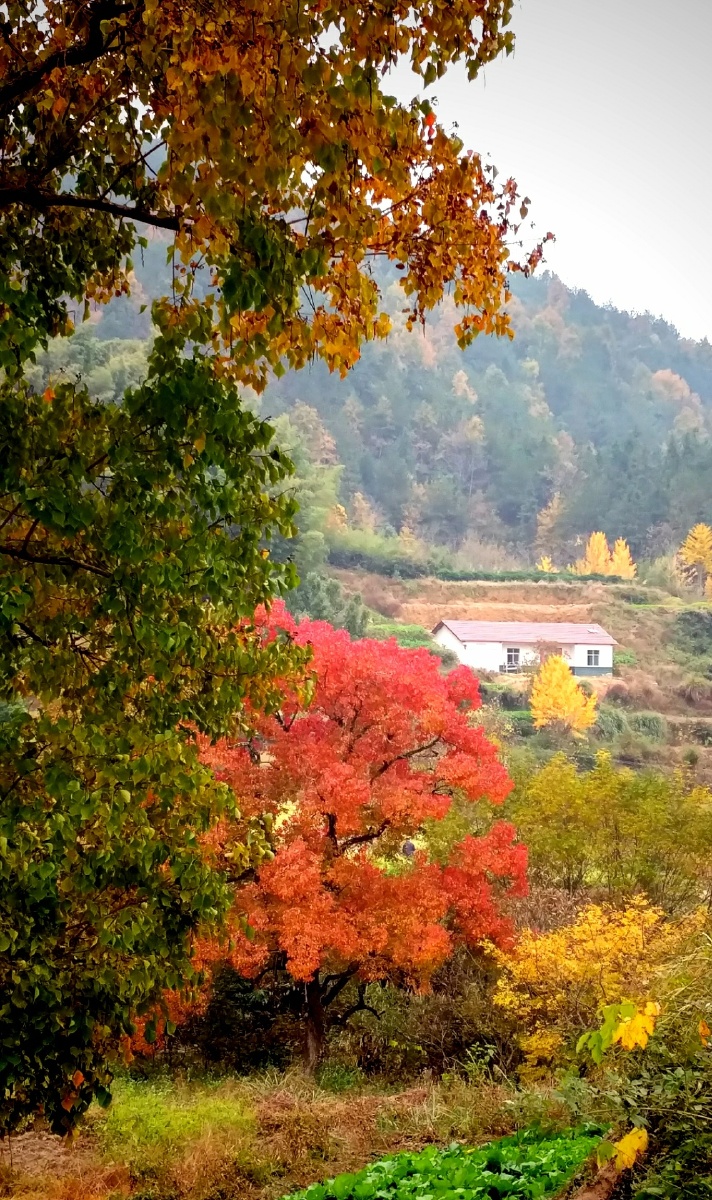 深村红叶–世外桃园!(手机拍)