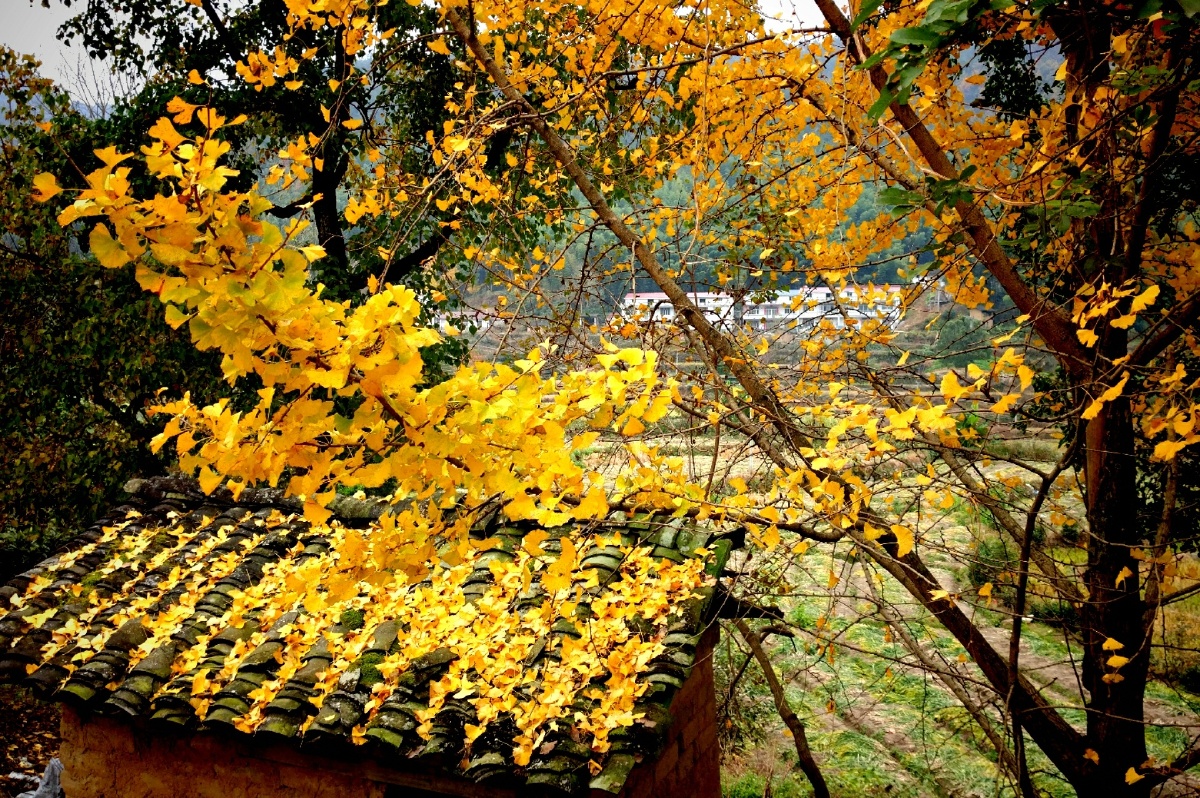 深村红叶–世外桃园!(手机拍)