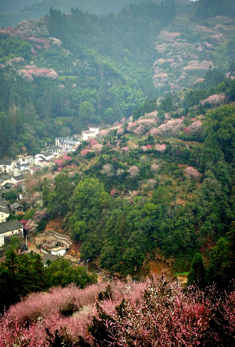 黄山卖花渔村手机拍