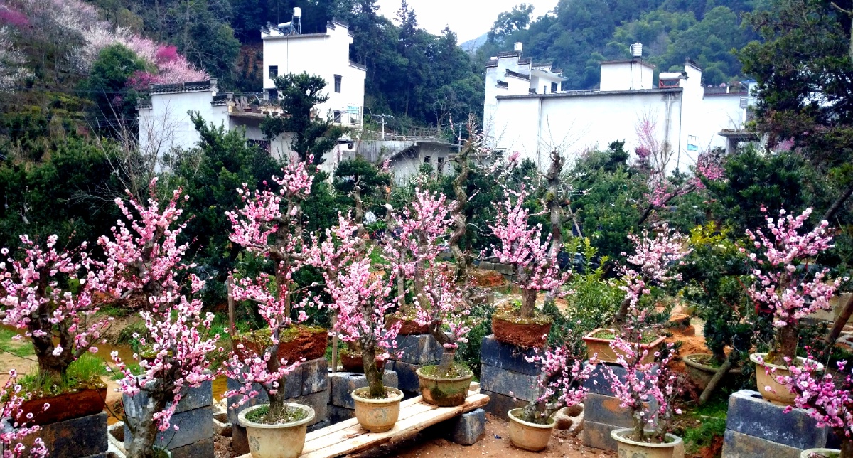 黄山卖花渔村手机拍