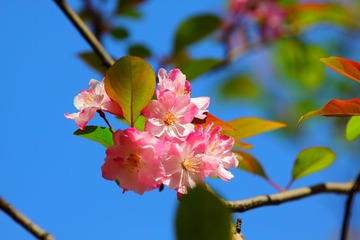 海棠花开~