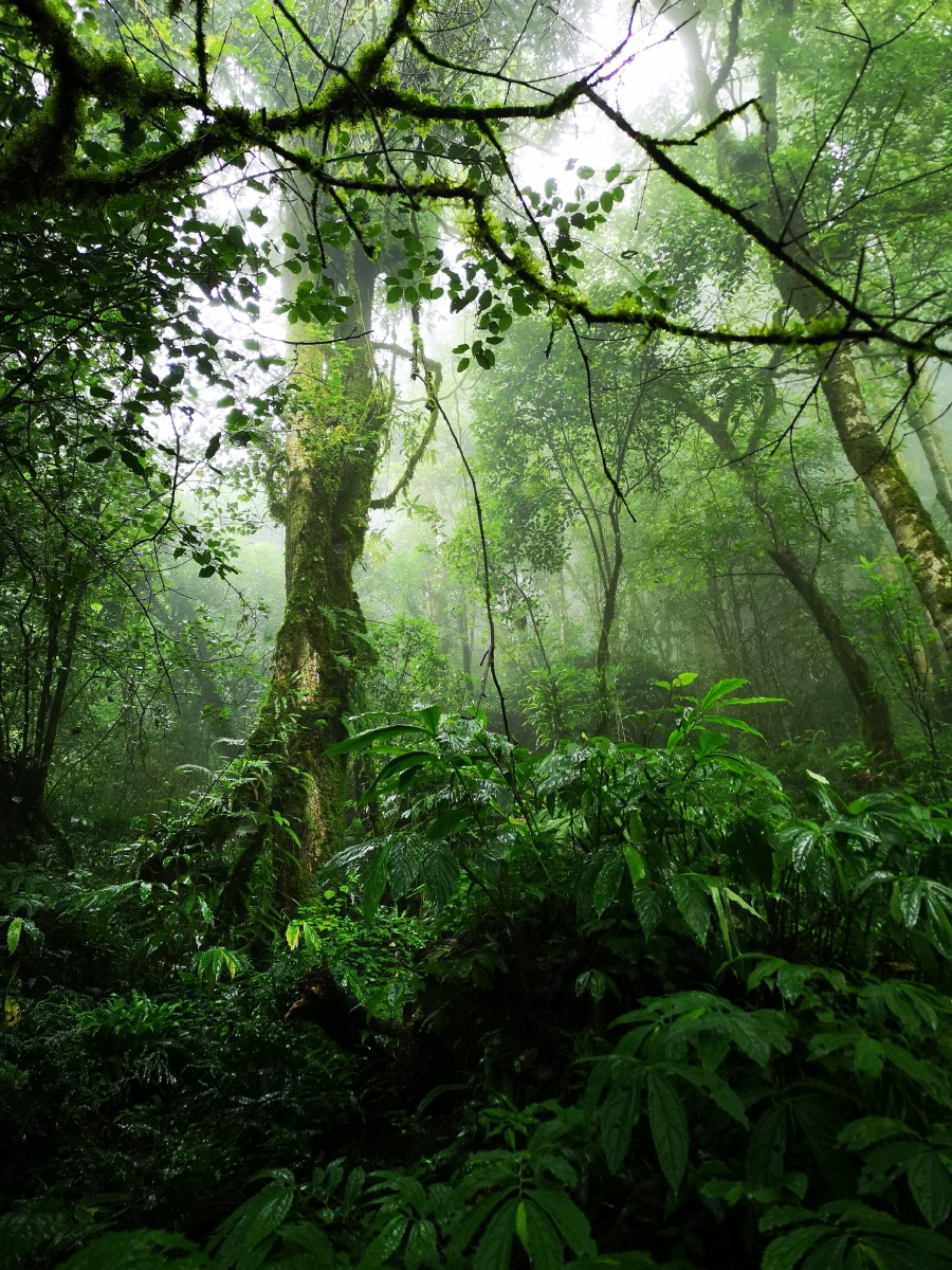 云南高黎贡森林