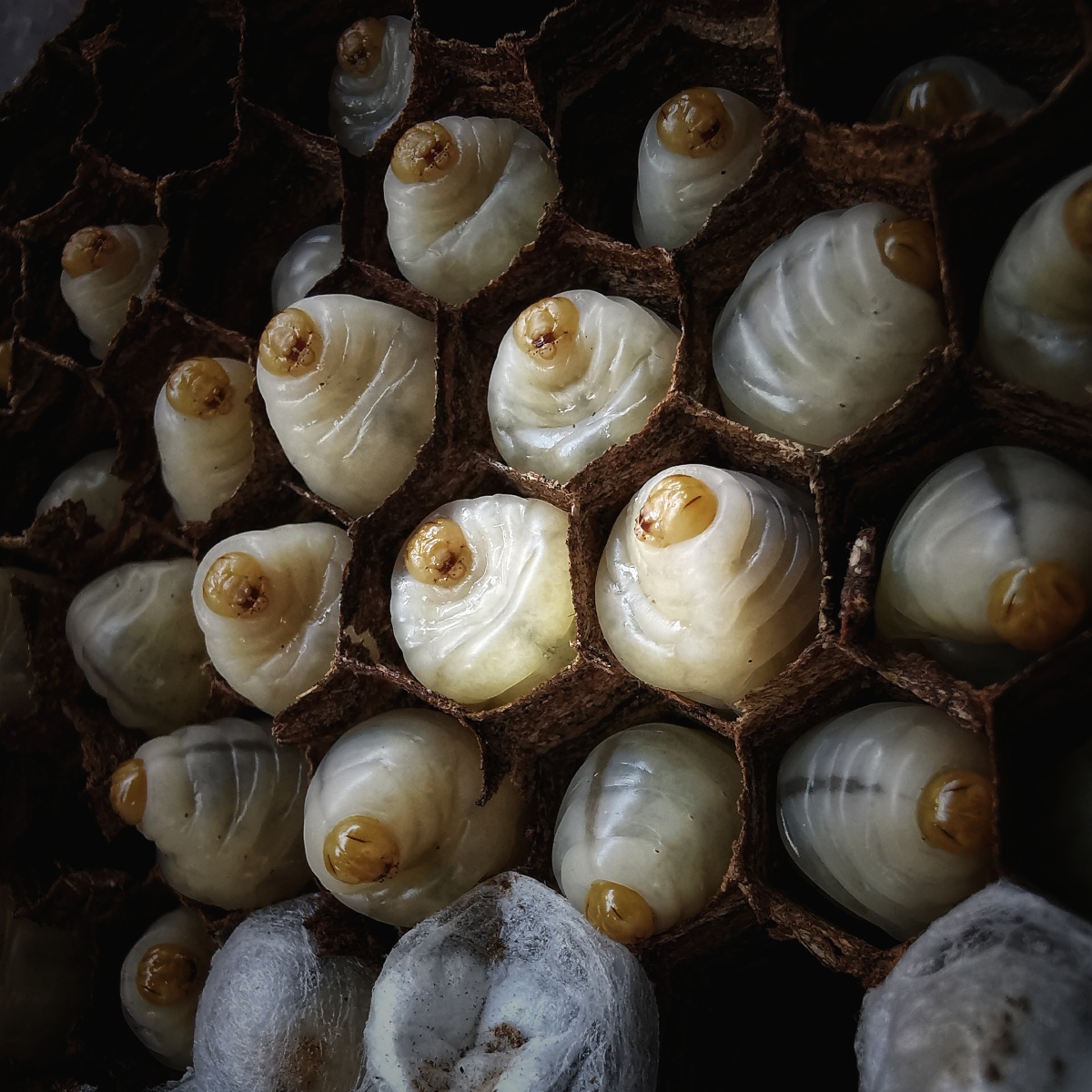 云南省腾冲市曲石镇土蜂蛹 - 李奕侬 - 图虫