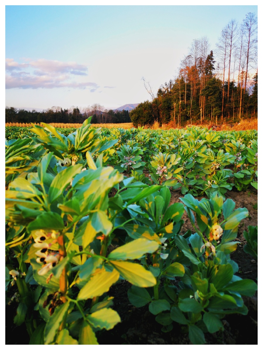 云南省腾冲市江苴村