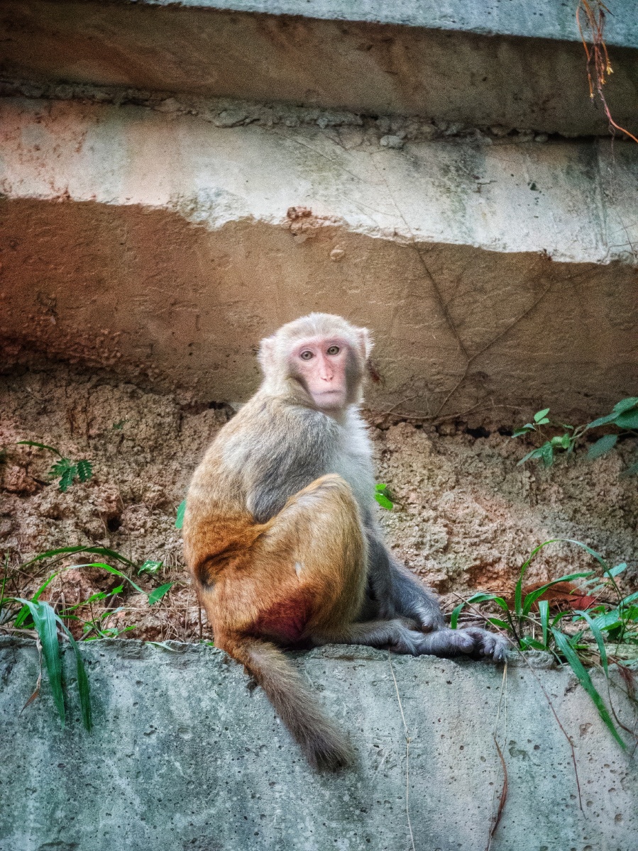 塘朗山的猴子