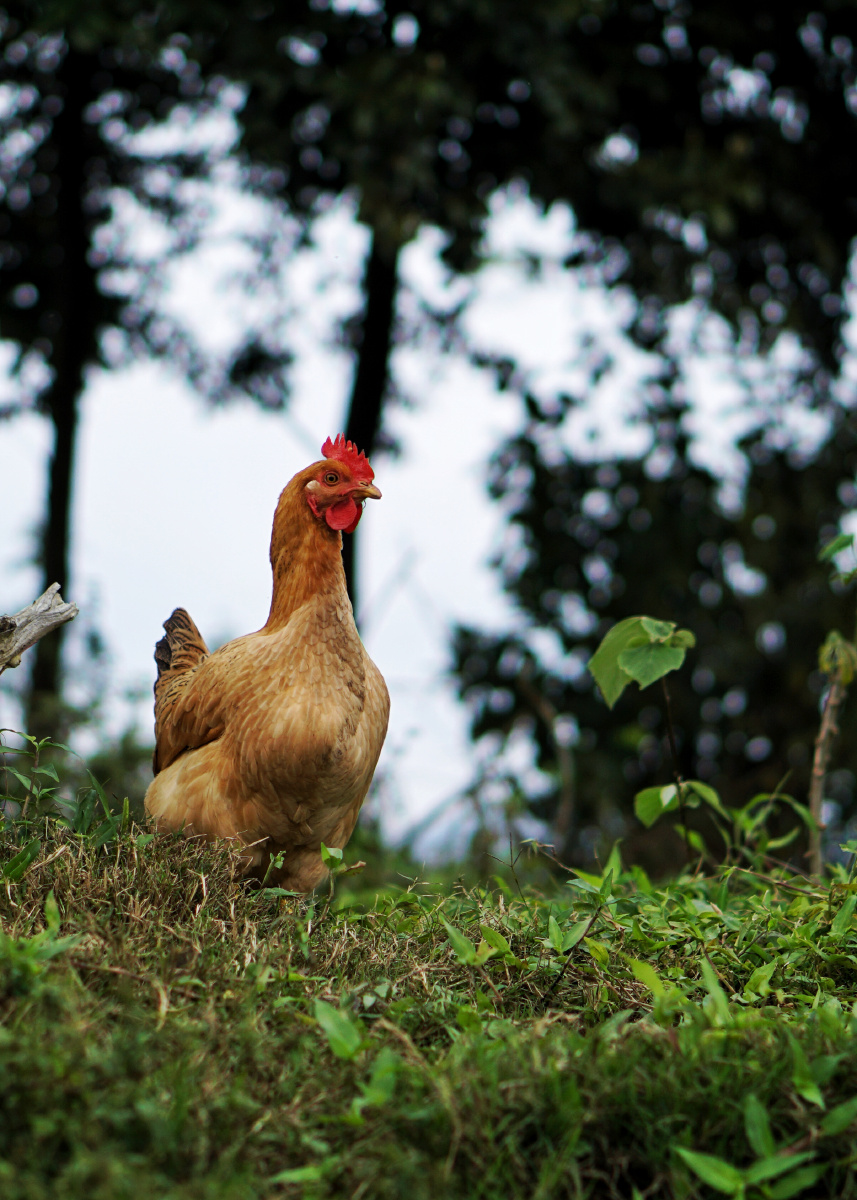 大山里的动物鸡