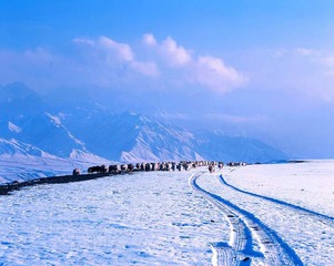冬季牧场-1