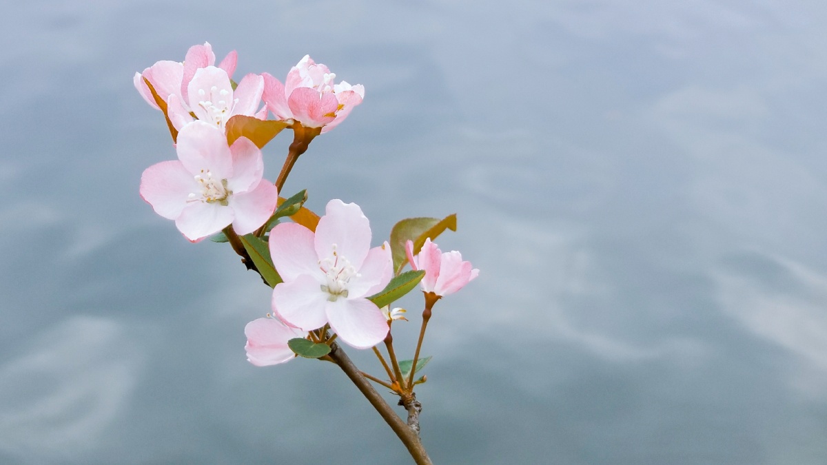 水边的海棠花2021年3月用三星note8手机摄于江西省新余市北湖公园