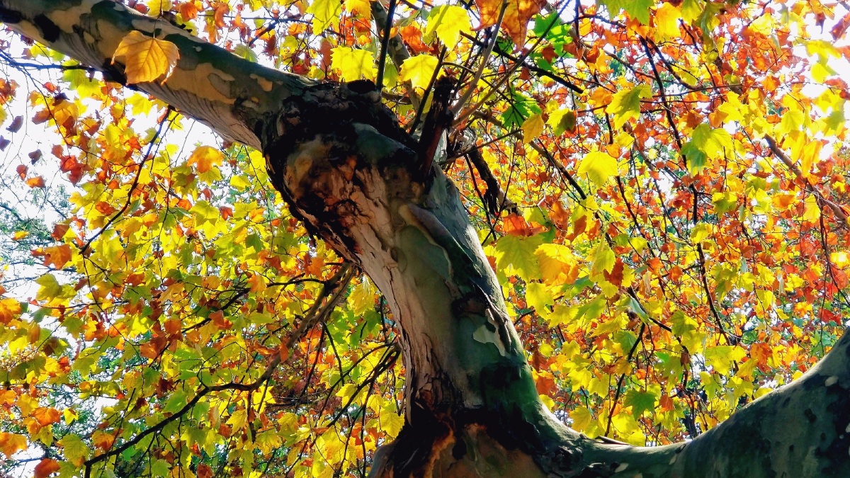 秋梧桐2020年11月用三星note8手机摄于江西省新余市北湖中路