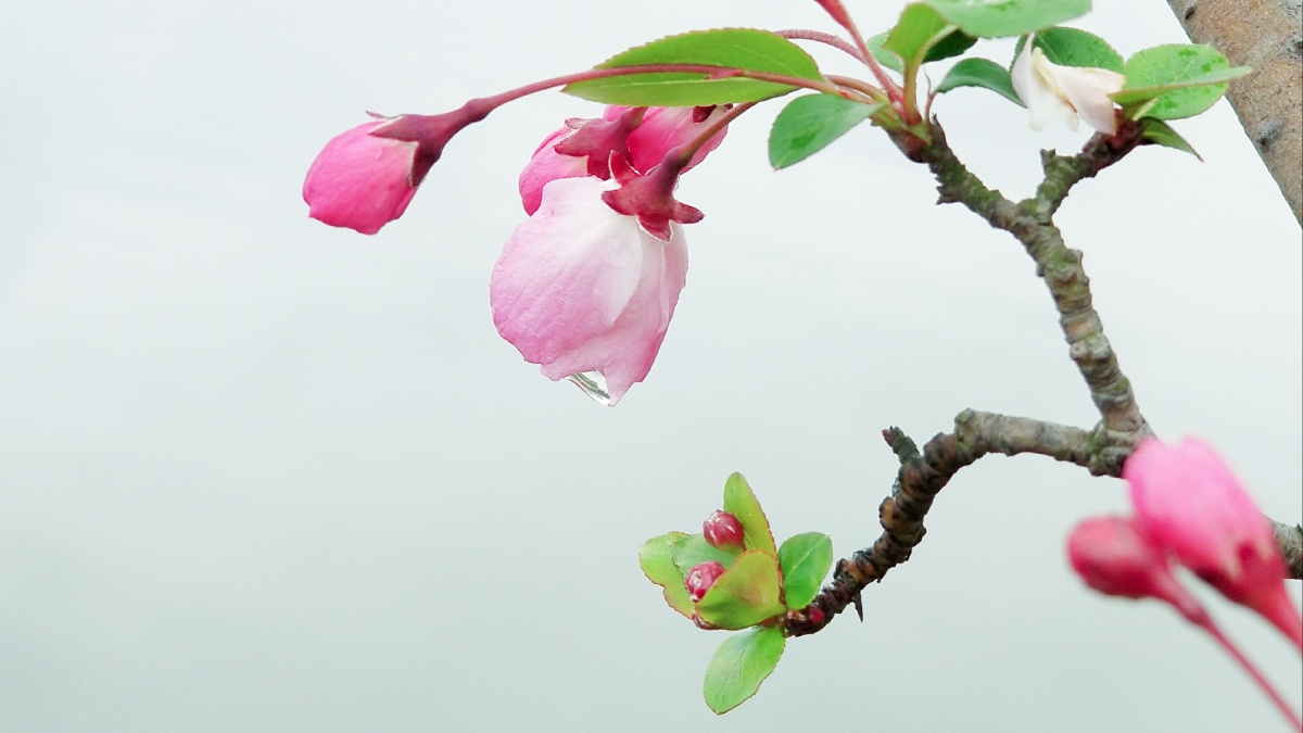 水边的海棠花2021年3月用三星note8手机摄于江西省新余市北湖公园