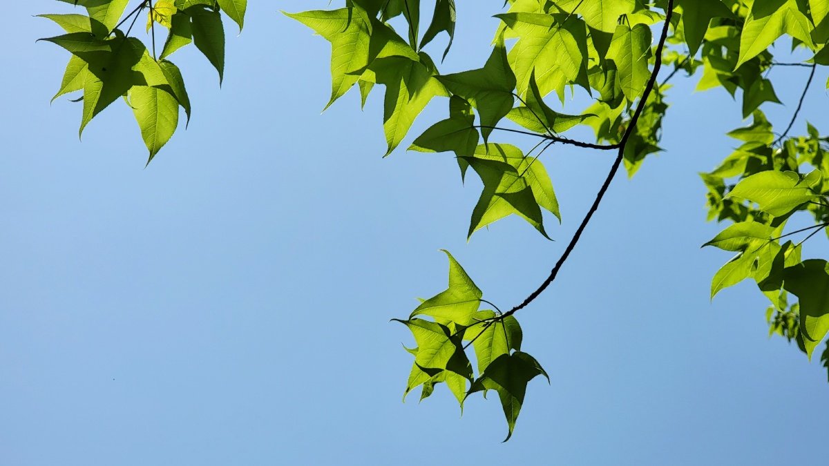 春天的枫叶2021年5月用三星s21ultra手机摄于江西省新余市仰天岗国家