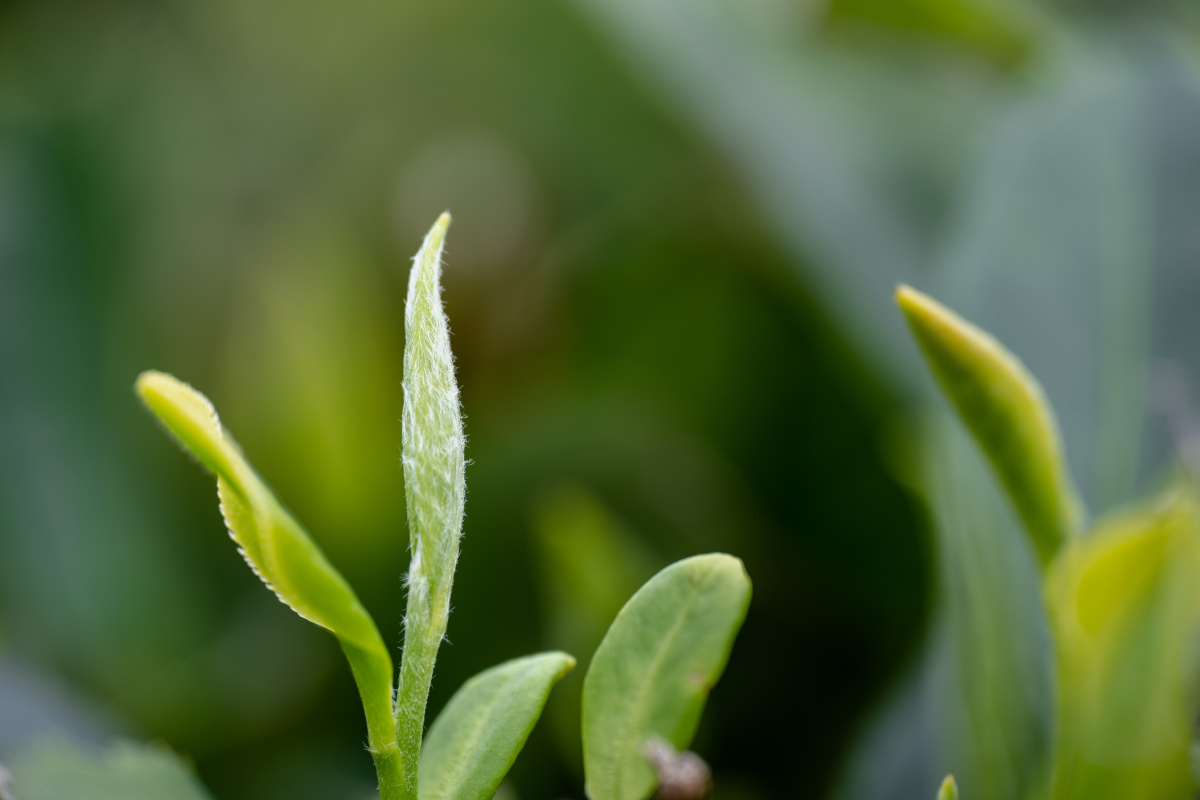 福鼎白茶 - 福鼎东哥哥 - 图虫