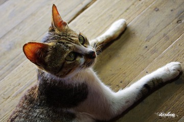 一只深沉的猫~