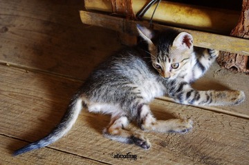 小猫猫