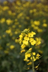 油菜花田