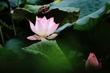 荷花
