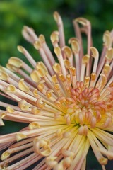 蟹爪菊
