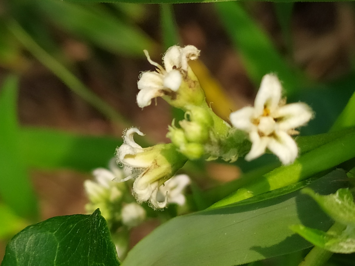 刺榆花 - 尚书布衣 - 图虫
