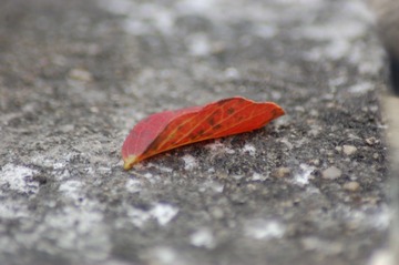DSC_0002 (2)
