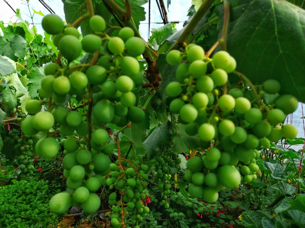 饱满的果实期待收获