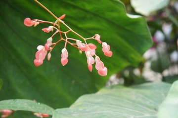 春蕊