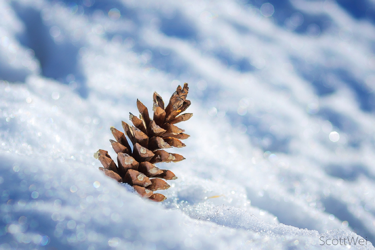摄于加拿大最冷的二月份,一颗松果静静地坐在雪地里.