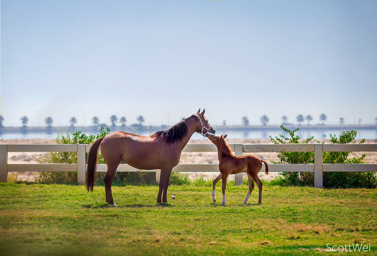 母女俩吃饱后被工人们带到了操场上，自由自在的玩耍。这是一张非常美的抓拍，小家伙在母亲的嘴附近蹭来蹭去，表达爱意，表示亲密。