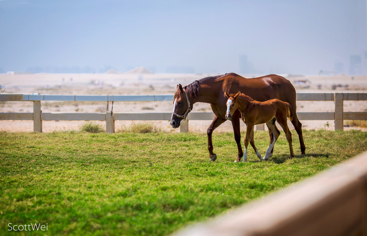 在草场上，小家伙总会围绕在母马身边，时而撒欢儿奔跑，时而乖乖地偎依着，或者静静地并排走着。
