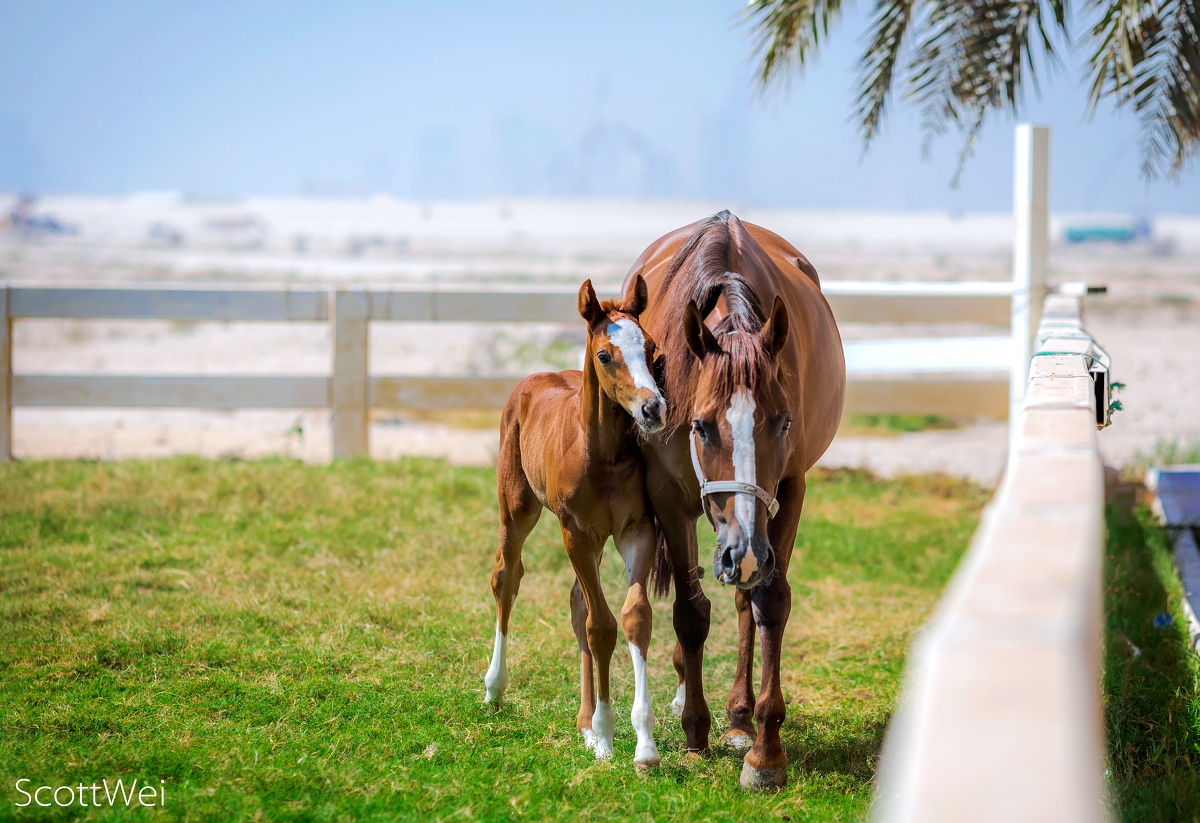 在草场上，小家伙总会围绕在母马身边，时而撒欢儿奔跑，时而乖乖地偎依着，或者静静地并排走着。