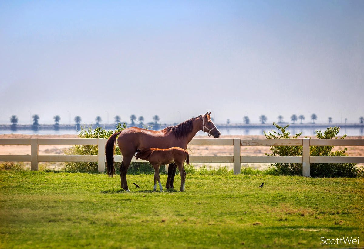 皇家马场的温情母子