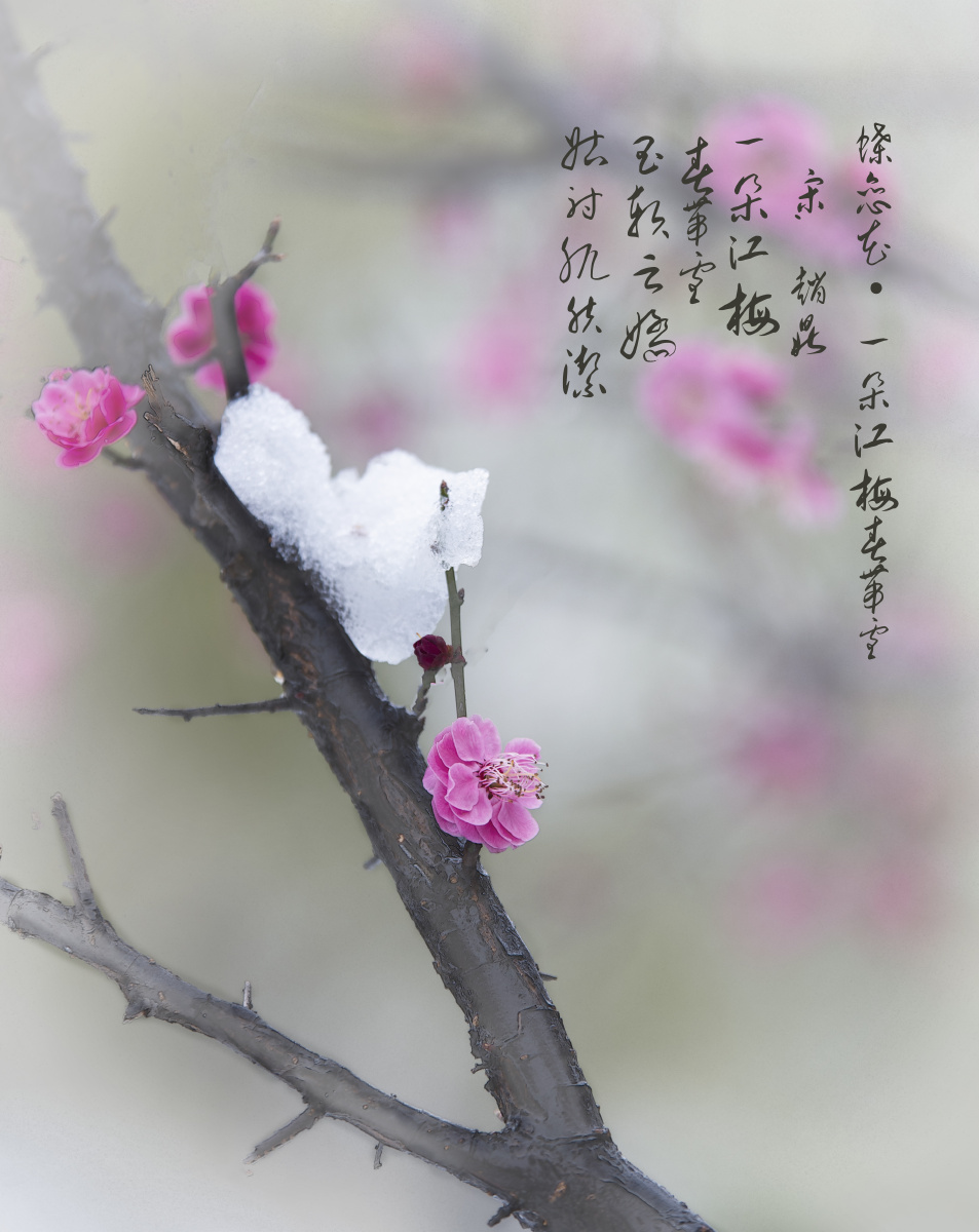 踏雪寻梅
