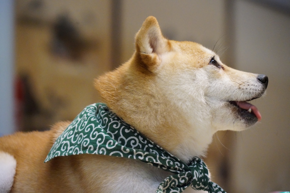 日本的小动物们