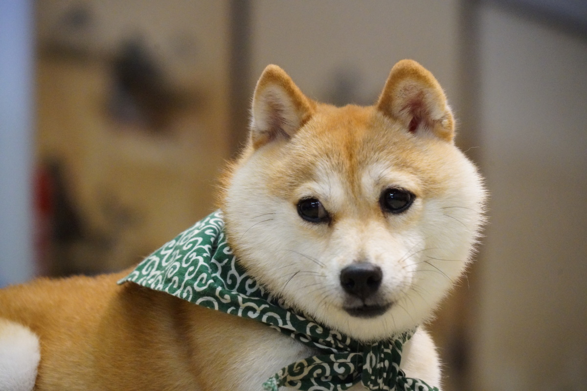 日本的小动物们