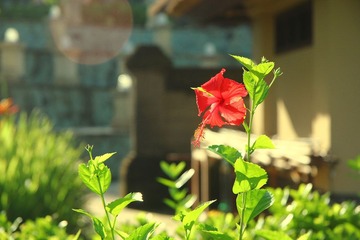 这是神马花呀