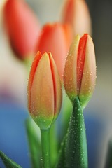 77118