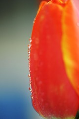 77115