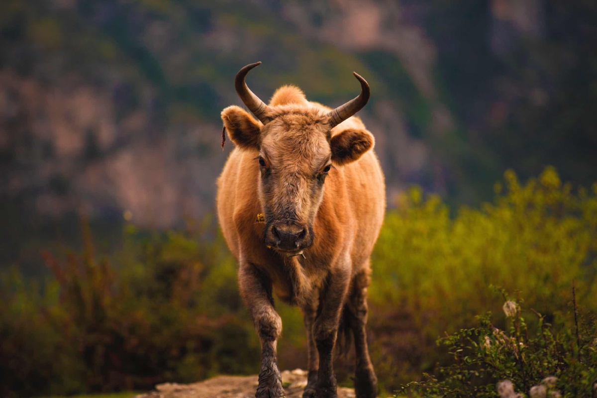 在扎尕那遇上这头欲冲撞身边红衣男子的牛,我没有慌乱,只是