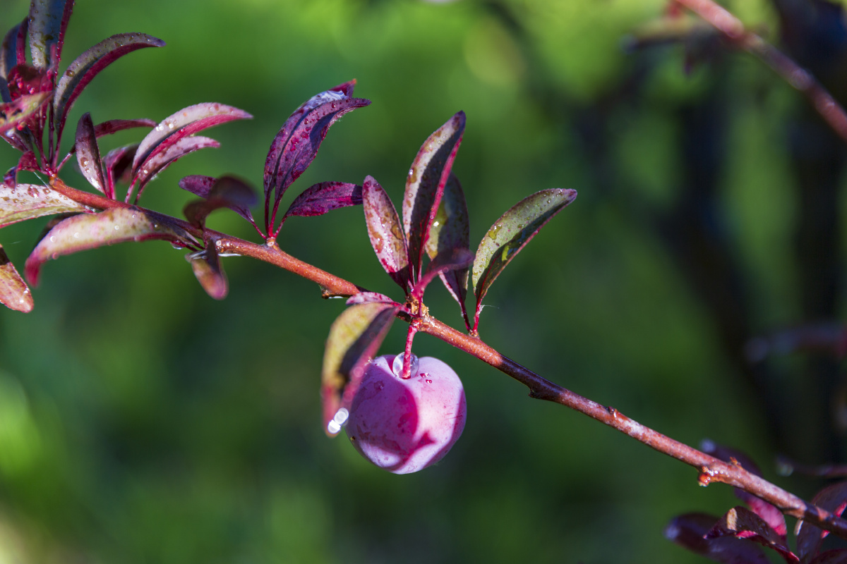 紫叶李 - 雯雯超甜 - 图虫