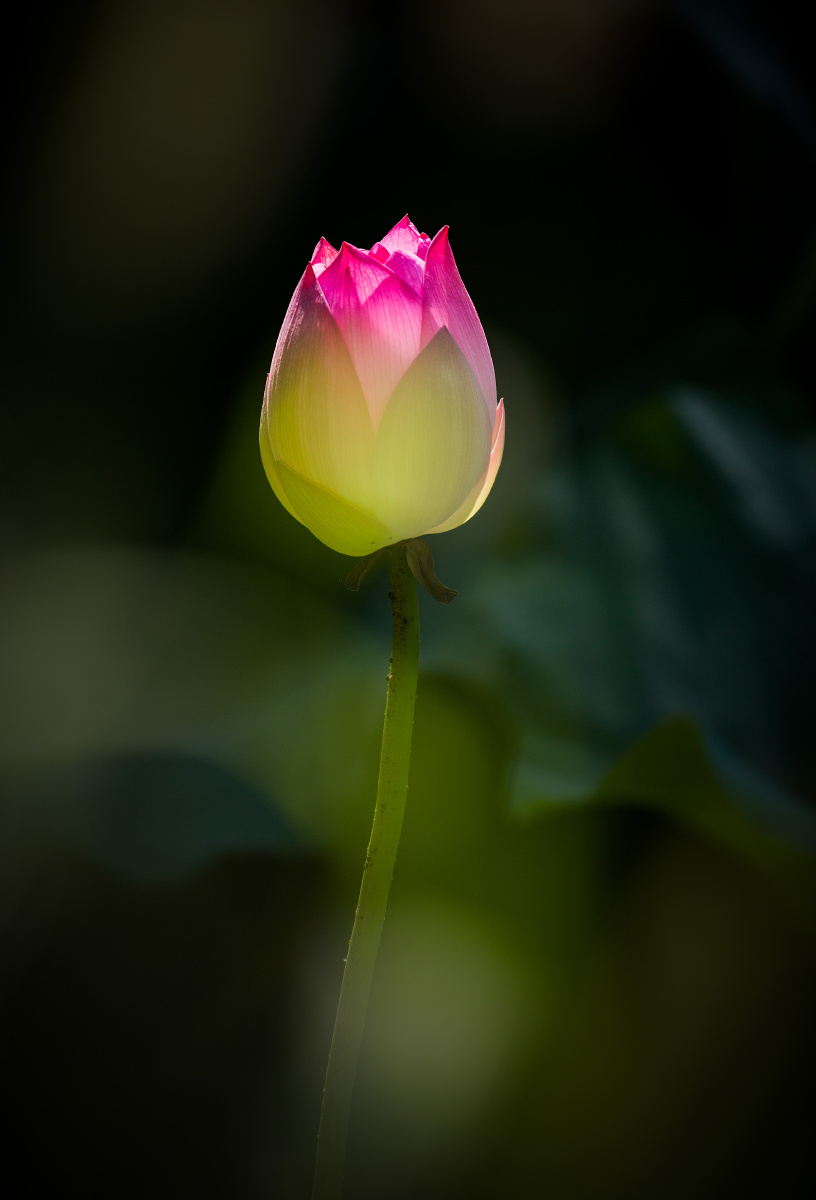 一支荷花含苞待放,充满生机.