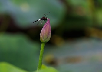 20170608-IMG_7008
