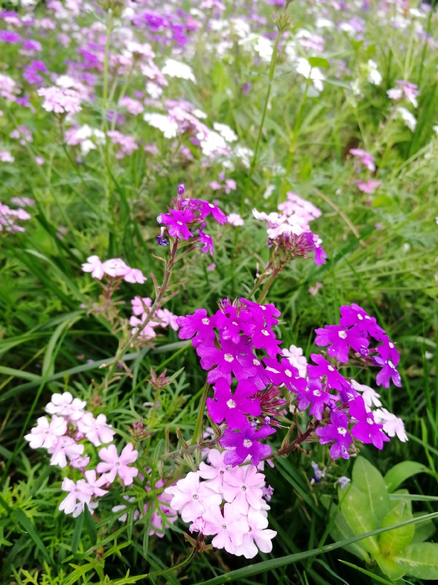 我是一朵小花,呦呦呦呦