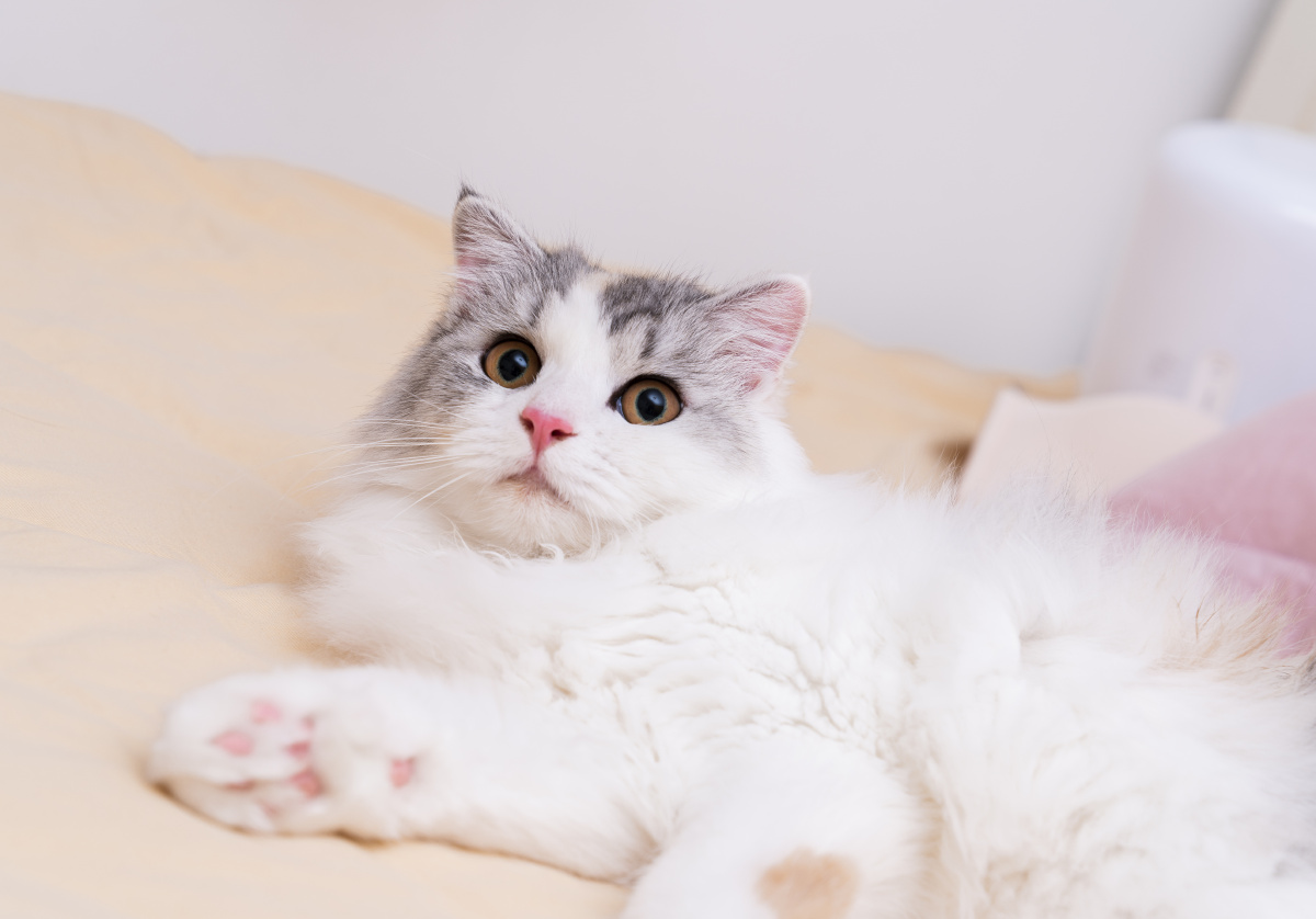 甜美狮子猫毛特别软特别舒服是个黏人精